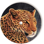 Leopard01